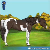 Horse Color:Liver Chestnut Tobiano 