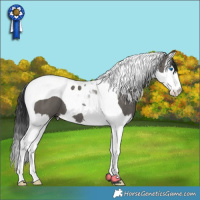 Horse Color:Grullo Splash Tobiano 