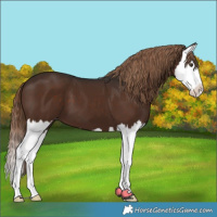 Horse Color:Liver Chestnut Splash 