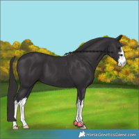 Horse Color:White Spotted Smoky Black