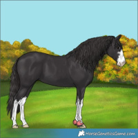 Horse Color:White Spotted Smoky Black