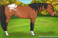 Horse Color:Bay Varnish Rabicano 