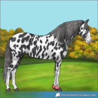 Horse Color:White Spotted Black Appaloosa 
