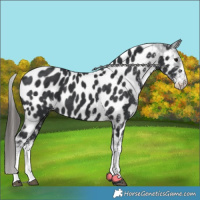 Horse Color:White Spotted Black Appaloosa 