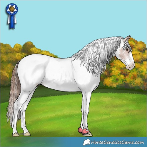 Horse Color:White Spotted Chestnut Appaloosa 