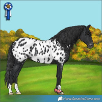 Horse Color:Black Appaloosa 