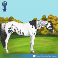 Horse Color:Black Tobiano Near Leopard 