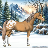 Horse Color:Palomino Roan Appaloosa