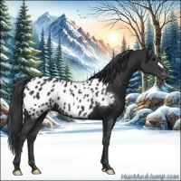 Horse Color:Black Appaloosa