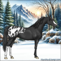 Horse Color:Black Appaloosa 