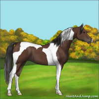 Horse Color:Bay Tobiano