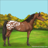 Horse Color:Bay Appaloosa Rabicano 