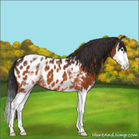 Horse Color:White Spotted Bay Splash Appaloosa