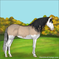 Horse Color:Brown Dun Splash 