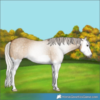 Horse Color:Gray Silver Bay Dun Splash 