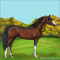 Horse Color:Brown 