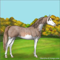 Horse Color:Red Roan Sabino Splash Appaloosa