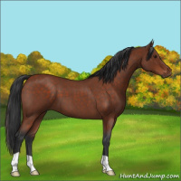 Horse Color:Brown Roan