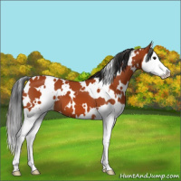 Horse Color:White Spotted Bay Splash