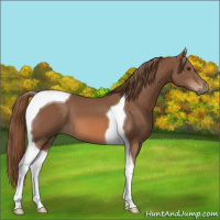 Horse Color:Chestnut Tobiano 