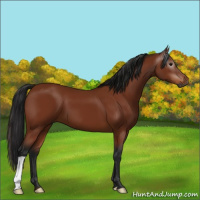 Horse Color:Gray Bay 
