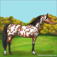 Horse Color:Bay Near Leopard 
