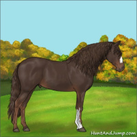 Horse Color:Liver Chestnut 