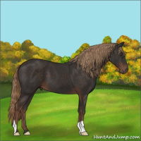 Horse Color:Liver Chestnut 