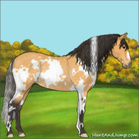 Horse Color:White Spotted Buckskin Rabicano