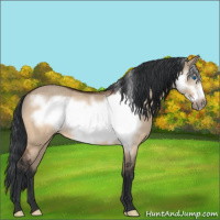 Horse Color:Brown Dun Frame Rabicano 