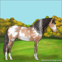Horse Color:White Spotted Sable Champagne Frame 