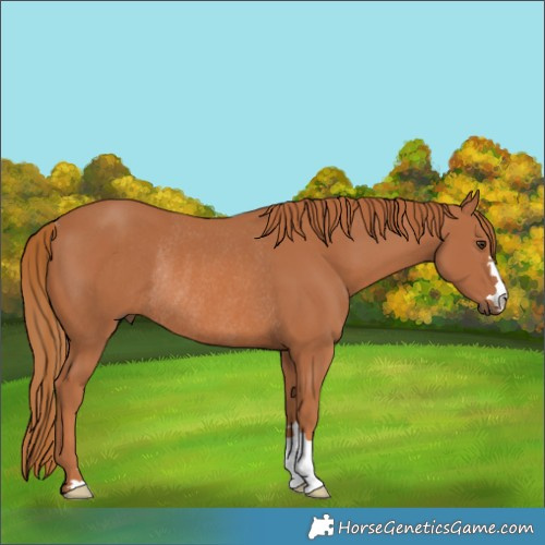 Horse Color:Chestnut Rabicano 