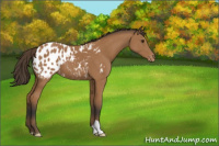 Horse Color:Bay Appaloosa 