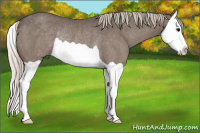 Horse Color:Silver Black Splash Rabicano