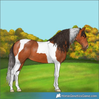 Horse Color:Bay Tobiano 