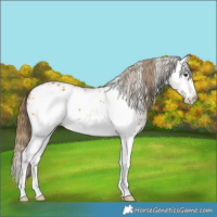 Horse Color:Buckskin Sabino Splash Frame Appaloosa 