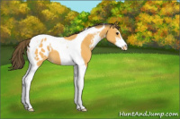 Horse Color:Buckskin Sabino Tobiano Appaloosa 