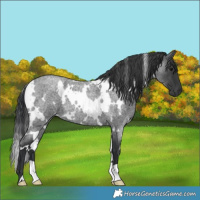 Horse Color:White Spotted Blue Roan 