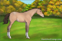 Horse Color:Sable Champagne 