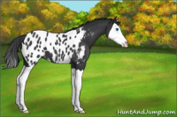Horse Color:Black Splash Appaloosa 