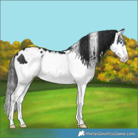 Horse Color:White Spotted Black Splash 