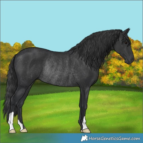 Horse Color:Black Rabicano 