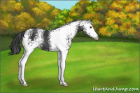 Horse Color:White Spotted Black 