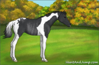 Horse Color:Black Tobiano Rabicano 