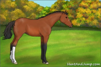 Horse Color:Bay 
