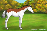 Horse Color:Bay Splash 