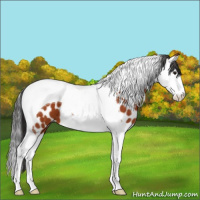 Horse Color:Brown Splash Tobiano Near Leopard 