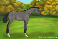 Horse Color:Grullo Roan 