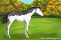 Horse Color:Grullo Sabino Splash 