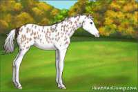 Horse Color:Liver Red Roan Splash Appaloosa 